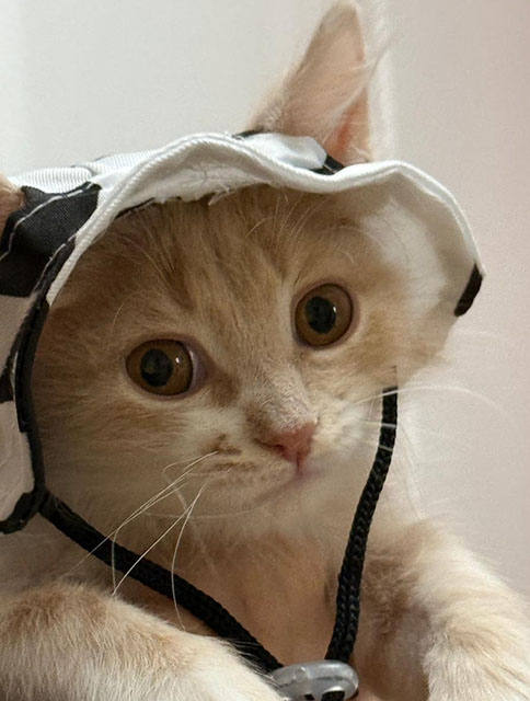 Мой котя Персик